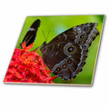 West, Morpho Blue Ceramic USA ct-230474-4 Tile in Florida, butterfly Key Inch 12