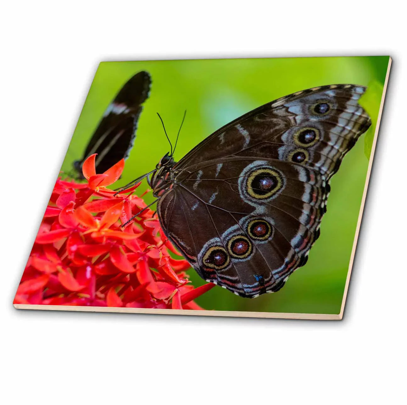 West, Morpho Blue Ceramic USA ct-230474-4 Tile in Florida, butterfly Key Inch 12