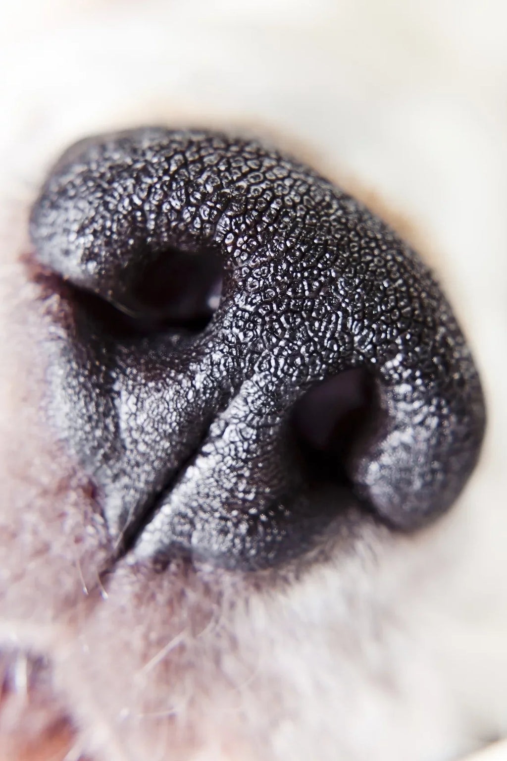 Olympus Definition (58mm) Lens 10x Element Close-Up High PEN E-PL7 (Macro) 2