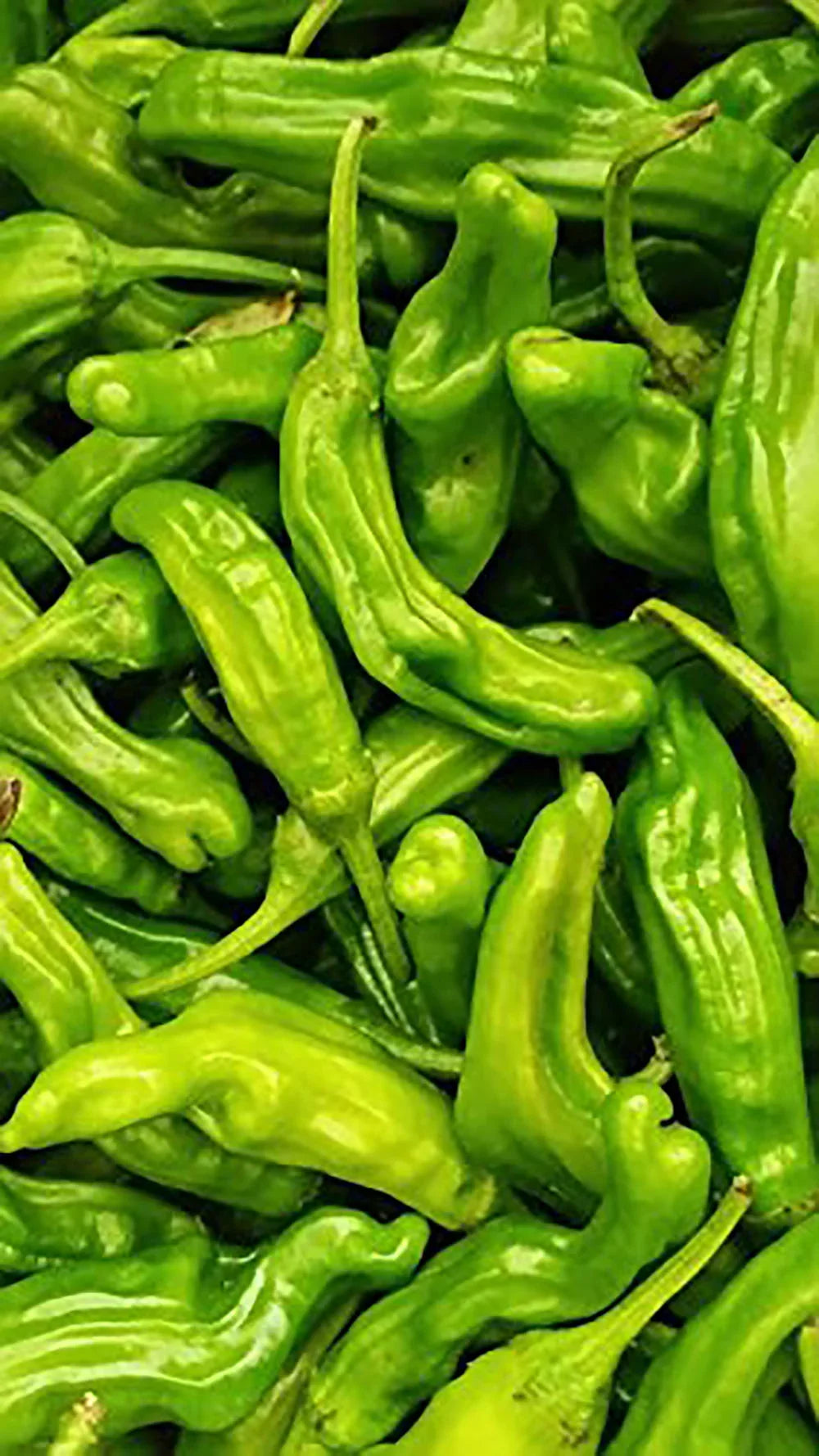 Chili lbs. 2 Peppers Shishito Fresh