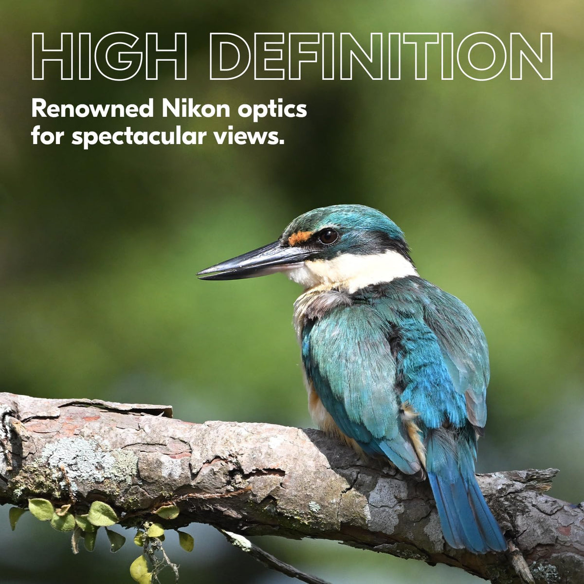 Nikon PROSTAFF P3 10x30 Binocular | Waterproof, fogproof, rubber-armored compact Binocular, wide field of view & long eye relief | Official Nikon USA Model
