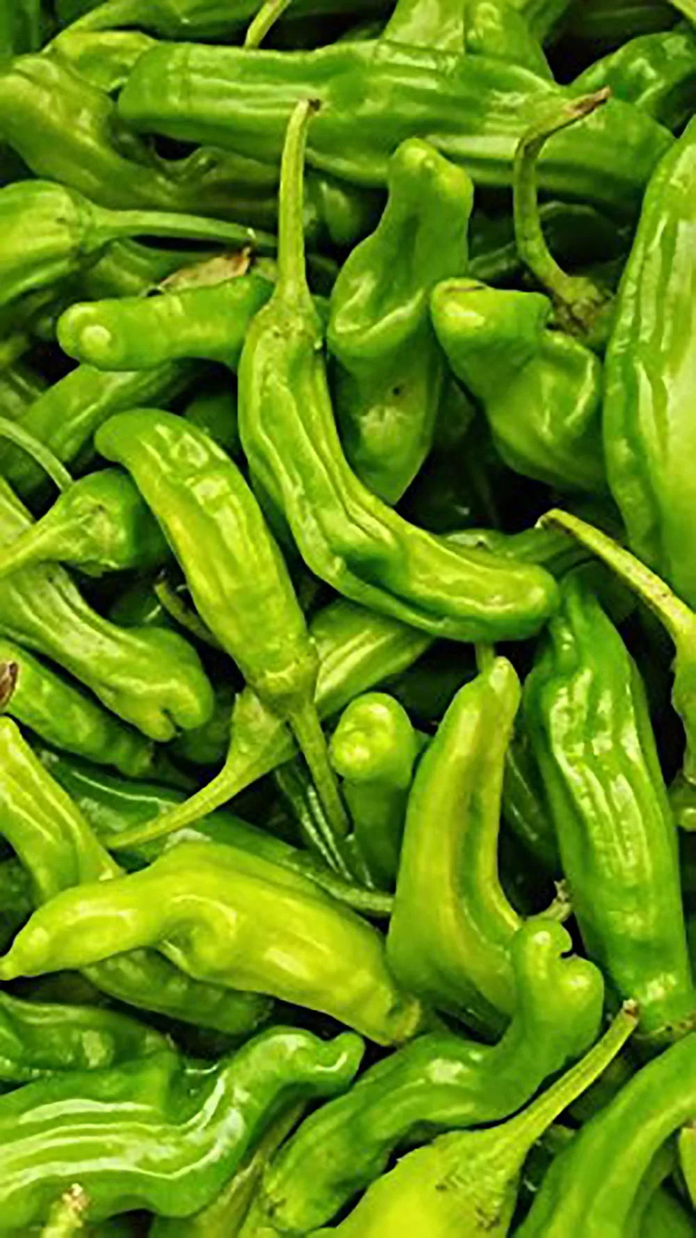 Chili lbs. 2 Peppers Shishito Fresh